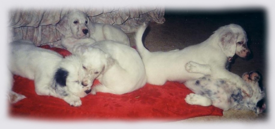 from left to right: Flying Start, Fantasy Rose, Front-Runner, Fascination and behind is Flash of Hope