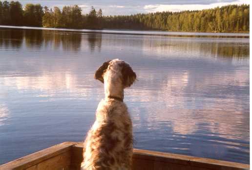 Roona m&ouml;kill&auml;mme