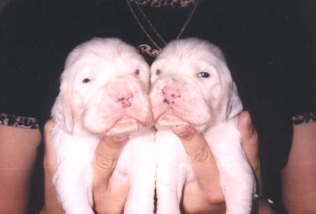 veljekset Ole ja Ruudo 2vkoa