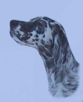 p&auml;&auml;profiili