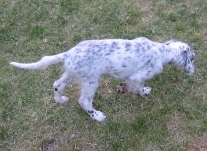 Ruudo seisoo riistaa!