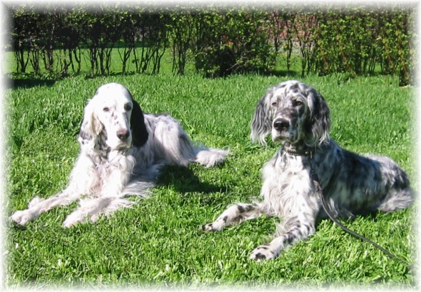 Roona 8v ja Ruudo 10kk