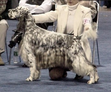 BIS/BISS Ch. Colthouse Millennium Man